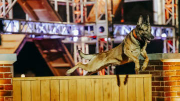 America's Top Dog will spotlight police dogs in a new competition TV sereis from A&E. Photo from A&E.