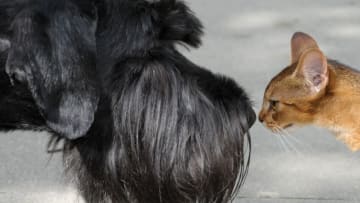 A Giant Schnauzer and a cat check each other out in the eastern German city of Leipzig on August 18, 2010. Leipzig is hosting a pet trade fair on August 21 and 22, 2010. AFP PHOTO / PETER ENDIG GERMANY OUT (Photo credit should read PETER ENDIG/DPA/AFP via Getty Images)