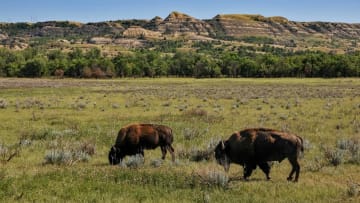 Two bison grazing in Theodore Roosevelt National Park.