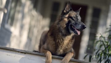 Dog - The Walking Dead _ Season 10, Episode 21 - Photo Credit: Eli Ade/AMC