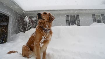 HAMBURG, NY - November 18: Stella, a Golden Retriever, plays in the snow during an intense lake-effect snowstorm impacted the area on November 18, 2022 in Hamburg, New York. Around Buffalo and the surrounding suburbs, the snowstorm resulted in up to four feet of accumulation, and additional snowfall is forecast for the weekend. (Photo by John Normile/Getty Images)