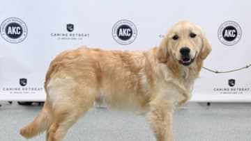 NEW YORK, NY - MARCH 21: A Golden Retriever, the 3rd most popular breed of 2016, is shown at The American Kennel Club Reveals The Most Popular Dog Breeds Of 2016 at AKC Canine Retreat on March 21, 2017 in New York City. (Photo by Jamie McCarthy/Getty Images)