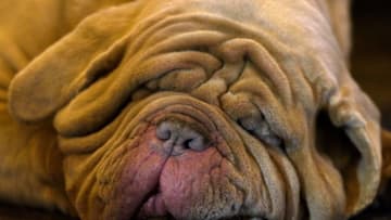 BIRMINGHAM, ENGLAND - MARCH 12: A mastiff lays on the floor on the third day of Crufts 2016 on March 12, 2016 in Birmingham, England. First held in 1891, Crufts is said to be the largest show of its kind in the world, the annual four-day event, features thousands of dogs, with competitors travelling from countries across the globe to take part and vie for the coveted title of 'Best in Show'. (Photo by Ben Pruchnie/Getty Images)