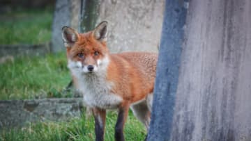 BATH, ENGLAND - FEBRUARY 08: A fox walks through a cemetery at dusk on February 8, 2018 in Bath, England. Although the number of foxes in the UK is actually on the decline, according to a recent study the number of urban foxes in England has quadrupled in the past 20 years with an estimated 150,000 foxes in England, or about one for every 300 urban residents. (Photo by Matt Cardy/Getty Images)