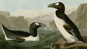 Drawing depicting the Great Auk, from the book 'Birds of America' by John James Audubon.