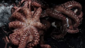 LAS VEGAS, NV - OCTOBER 13: Octopuses are shown in a bucket after they were thrown on the ice by fans following a third-period goal by Anthony Mantha #39 of the Detroit Red Wings against the Vegas Golden Knights during their game at T-Mobile Arena on October 13, 2017 in Las Vegas, Nevada. The Red Wings won 6-3. (Photo by Ethan Miller/Getty Images)