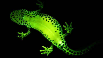 An alpine newt glows green after being exposed to blue light.