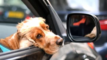 CANNES, FRANCE - MAY 17: A dog looks out of a car window on May 17, 2019 in Cannes, France. (Photo by Eamonn M. McCormack/Getty Images)