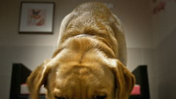 VINCENNES, FRANCE - APRIL 19: 'Ulysse', a labrador in its hotel room at Actuel Dogs on April 19, 2011 in Vincennes, France. Opened in November 2010 by Devi and Stan Burun, Actuel Dogs is a five-star luxury hotel for dogs with four single rooms and two suites. With the aim of meeting the dogs' needs, the hotel offers activities including doggy walks, doggy rando?(hiking), doggy jogs, doggy velo?(running next to a bike) and other services such as dog massage. The hotel also caters to the needs of people living in small appartments or who don't have the time to walk their dogs. (Photo by Franck Prevel/Getty Images)