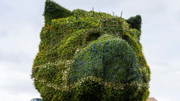 Puppy by artist Jeff Koons is now sporting a face mask.