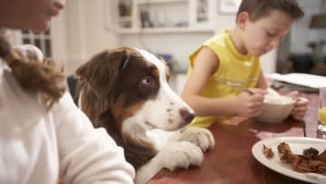 You might have forgotten that November 1st is National Cook for Your Pets Day, but your dog didn't.