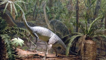The Anchisaurus polyzelus is one of the dinosaur's duking it out for title of Massachusetts's state dino.