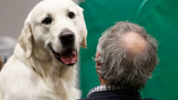 BIRMINGHAM, ENGLAND - MARCH 11: A Labrador Retriever is seen on day four of the Cruft's dog show at the NEC Arena on March 11, 2018 in Birmingham, England. The annual four-day event sees around 22,000 pedigree dogs visit the center, before the 'Best in Show' is awarded on the final day. (Photo by Richard Stabler/Getty Images)