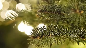 Pine branch. Pixabay.