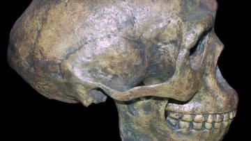 A reconstruction of the skull of Peking man (Homo erectus pekinensis)