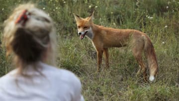 A fox near the Chernobyl power plant in 2017.