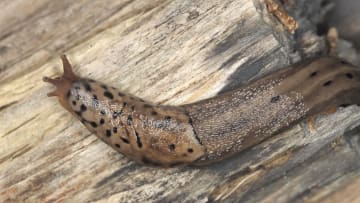 Surprise! A leopard slug's penis is located on its head.