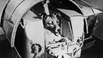 Laika, the first dog to go to space.