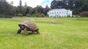 Jonathan, a Seychelles giant tortoise, is 189 years young.