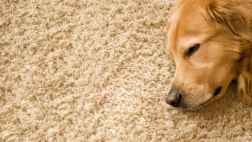 If you own a pet, a carpet like this won't look good for long.