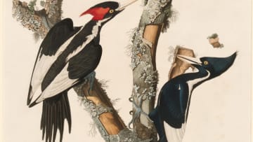 The ivory-billed woodpecker is no more.