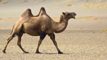 A Bactrian camel in the Gobi Desert.