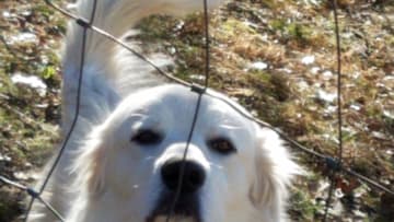 Buddy the Great Pyrenees. Photo by Wesley Coburn