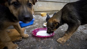 SALTIVKA, UKRAINE - FEBRUARY 02: Stray dogs eat as Ukrainian animal lovers feed and take care of stray cats, dogs and other animals amid the ongoing Russia-Ukraine war in Saltivka, Kharkiv Oblast, Ukraine on February 02, 2023. Animals, abandoned by their owners in damaged settlements after conflicts and infrastructure outage due to the war, regularly fed and taken care of by local people. (Photo by Mustafa Ciftci/Anadolu Agency via Getty Images)