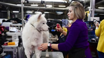 NEW YORK, NEW YORK - FEBRUARY 12: Lauren Lavitt gives her Samoyed 'Blaze' a bath before Breed Judging at the 143rd Westminster Kennel Club Dog Show at Piers 92/94 on February 12, 2019 in New York City. (Photo by Sarah Stier/Getty Images) (Photo by Sarah Stier/Getty Images)
