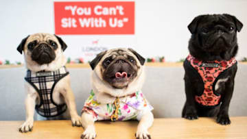 LONDON, ENGLAND - MARCH 31: Guests attend the closing party of London Dog Week on March 31, 2019 in London, England. (Photo by John Phillips/Getty Images)