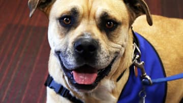 Shriners Children's Therapy Dog Helps Children with Limb Differences. Image Courtesy of Shriners Children’s Lexington