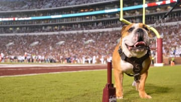 Sep 10, 2016; Starkville, MS, USA; Mississippi State Bulldogs live mascot Bully XXI is seen on the sidelines during the game against the South Carolina Gamecocks at Davis Wade Stadium. Mississippi State won 27-14. Mandatory Credit: Matt Bush-USA TODAY Sports
