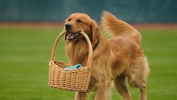 Jake the Diamond Dog