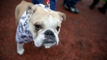 CHICAGO, ILLINOIS - APRIL 29: A pooch participates in the Chicago White Sox dog day parade before the game against the Baltimore Orioles at Guaranteed Rate Field on April 29, 2019 in Chicago, Illinois. (Photo by Nuccio DiNuzzo/Getty Images)