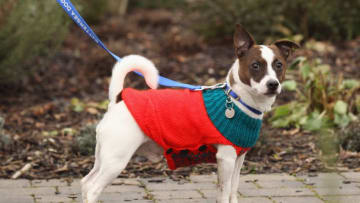 LONDON, ENGLAND - DECEMBER 29: Jack russell 'Lewie' wears a donated knitted jumper in Battersea Dogs & Cats Home whilst awaiting a new home on December 29, 2010 in London, England. Battersea Dogs & Cats Home was founded 150 years ago and has rescued, reunited and rehomed over three million dogs and cats. The average stay for a dog is just 28 days although some stay much longer. Around 550 dogs and 200 cats are provided refuge by Battersea at any given time. (Photo by Oli Scarff/Getty Images)