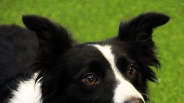 NEW YORK, NY - JANUARY 15: A Border Collie 'Gem' attends the 138th Annual Westminster Kennel Club Dog Show press conference at Madison Square Garden on January 15, 2014 in New York City. (Photo by Desiree Navarro/Getty Images)