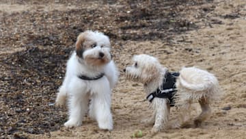 SOUTHEND, ENGLAND - JANUARY 15: Two dogs play on Chalkwell Beach on January 15, 2021 in Southend, England. With a surge of covid-19 cases fueled partly by a more infectious variant of the virus, British leaders have reimposed nationwide lockdown measures across England through at least mid February. (Photo by John Keeble/Getty Images)