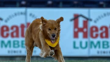 Rookie the Batdog at work. Photo provided by Trenton Thunder.