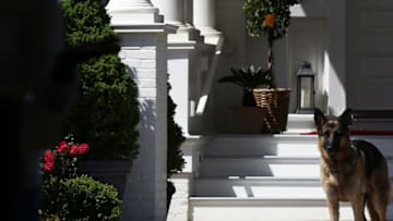 WASHINGTON, DC - MAY 10: Vice President Joe Biden's dog, Champ, stands during speechs during a Joining Forces service event at the Vice President's residence at the Naval Observatory May 10, 2012 in Washington, DC. U.S. first lady Michelle Obama and Biden joined with Congressional spouses to assemble Mother's Day packages that deployed troops have requested to be sent to their mothers and wives at home. (Photo by Win McNamee/Getty Images)