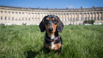 BATH, ENGLAND - APRIL 02: Some of the 100 plus dachshunds and their owners, members of the Sausage Dog Club Bath, begin to gather in front of the historic Royal Crescent in Bath's Royal Victoria Park on April 2, 2017 in Bath, England. The walk was to celebrate the canine club's second anniversary, which started by dog lover Lauren Barnes, who runs a business called Hound Bound and now has over 250 members with numbers growing. (Photo by Matt Cardy/Getty Images)