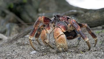 Janos/iStock via Getty Images
