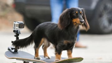 MALIBU, CALIFORNIA - AUGUST 24: Rowdy, the skateboarding Dachsund, demonstrates her skateboarding skills today while taping a segment for Pawsitive Impact, Amazon Pets and Treasure Truck’s First-Ever Virtual Livestream to Celebrate National Dog Day and Pawsitive Impact at Zuma Beach on August 24, 2020 in Malibu, California. Amazon Pets and Treasure Truck's Pawsitive Impact Virtual Livestream will air on August 26 at 10:00 a.m. PST / 1 p.m. EST. on Amazon Live. (Photo by Rodin Eckenroth/Getty Images)