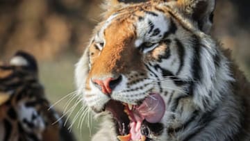 KEENESBURG, CO - APRIL 05: One of the 39 tigers rescued in 2017 from Joe Exotic's G.W. Exotic Animal Park relaxes at the Wild Animal Sanctuary on April 5, 2020 in Keenesburg, Colorado. Exotic, star of the wildly successful Netflix docu-series Tiger King, is currently in prison for a murder-for-hire plot and surrendered some of his animals to the Wild Animal Sanctuary. The Sanctuary cares for some 550 animals on two expansive reserves in Colorado. (Photo by Marc Piscotty/Getty Images)