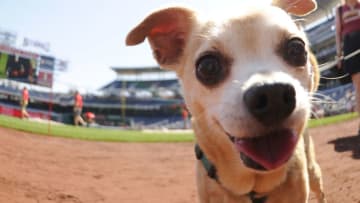 WASHINGTON, DC - APRIL 18: A dog is seen on the field during Pups in the Park Day before a baseball game between the Washington Nationals and the Philadelphia Phillies at Nationals Park on April 18, 2015 in Washington, DC. (Photo by Mitchell Layton/Getty Images)