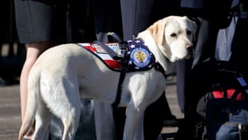 HOUSTON, TEXAS - DECEMBER 03: President George H.W Bush's service dog Sully stands with members of the Bush family during a departure ceremony to Washington D. C at Ellington Field on December 3, 2018 in Houston, Texas. Bush, who died on November 30, will lie in state in Washington before returning to Houston for his funeral on Thursday. (Photo by David J. Phillip - Pool/Getty Images)