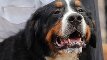 Bernese Mountain Dog (Photo by Bruce Bennett/Getty Images)