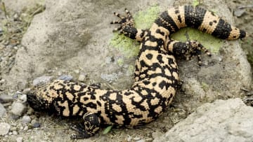 You are getting dangerously close to this Gila monster.