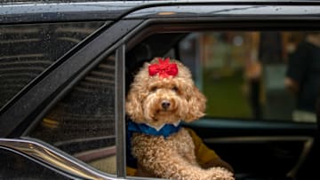 MANILA, PHILIPPINES - OCTOBER 03: A dog aboard a car waits to be blessed by a Catholic priest via drive-in to prevent the spread of COVID-19, during a pet blessing at Eastwood Mall to mark World Animal Day on October 3, 2021 in Quezon city, Metro Manila, Philippines. World Animal Day is an international day of action for animal rights and welfare celebrated annually on October 4, the feast day of Francis of Assisi, the patron saint of animals. Traditional pet blessings at churches were skipped as religious gatherings remain limited in the Philippines due to the pandemic. (Photo by Ezra Acayan/Getty Images)