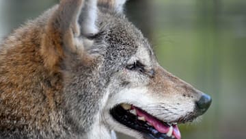 A coyote at Jungle Adventures, A Real Florida Animal Park,located on East Colonial Drive in Christmas, few miles west of the Brevard County line. They have many animals native to Florida that have been rescued from a variety of circumstances.Jungle Adventures In Christmas