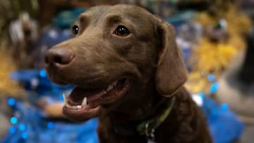 Photo: AKC National Championship.. Image Courtesy Nick King